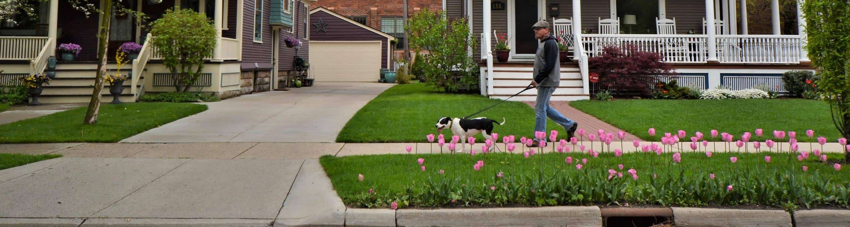 Man walking a dog on a sidewalk next to a boulevard of pink tulips