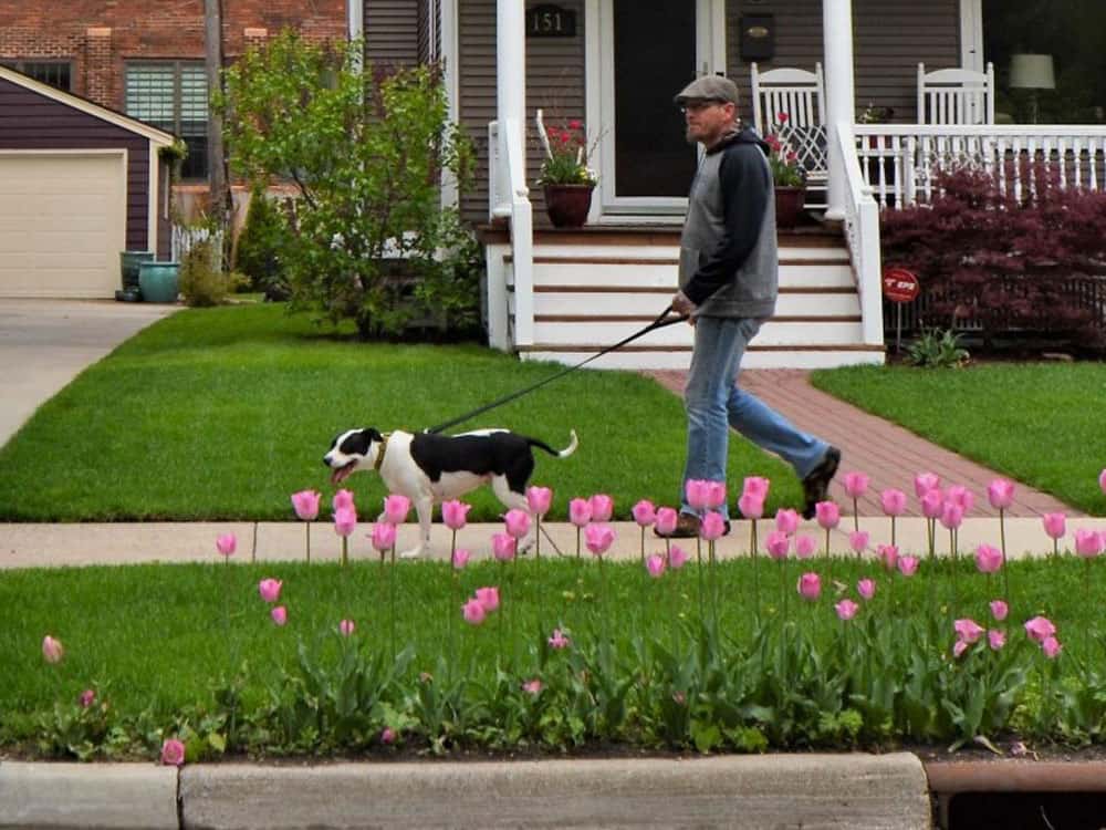 Man walking a dog on a sidewalk next to a boulevard of pink tulips