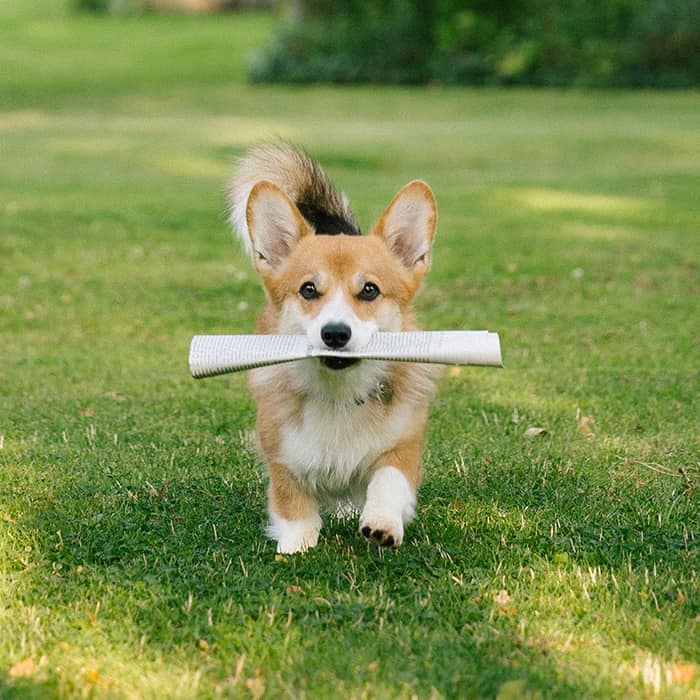 Dog running with a folded newspaper in its mouth